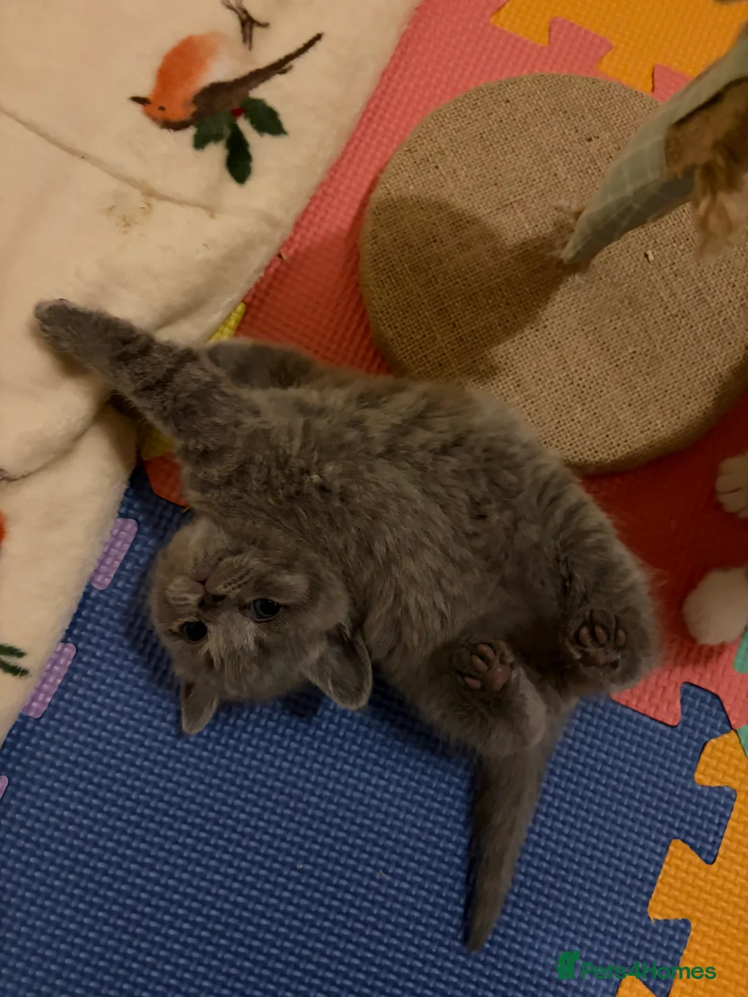 British Shorthair cats for sale: British Shorthair Boys - Advert 10