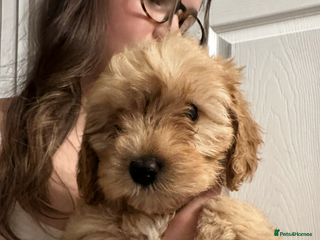 Cavapoo dogs Beautiful litter of cavapoos - Advert 1