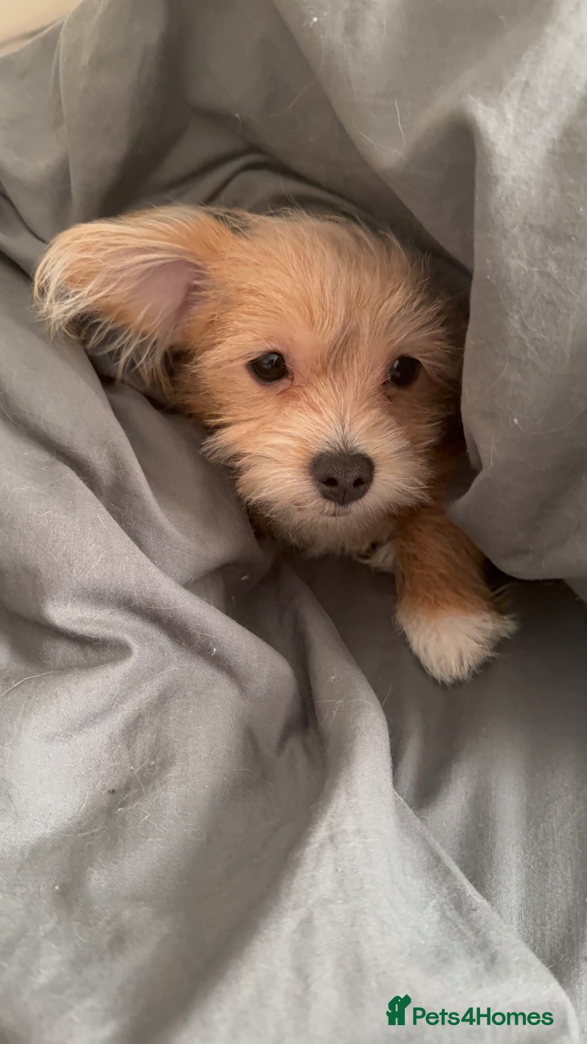 Mixed Breed dogs Your new pup! Maltese x JackChi - unique mix - Advert 5