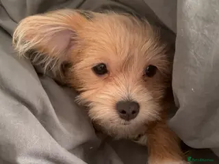 Mixed Breed dogs Your new pup! Maltese x JackChi - unique mix - Advert 5