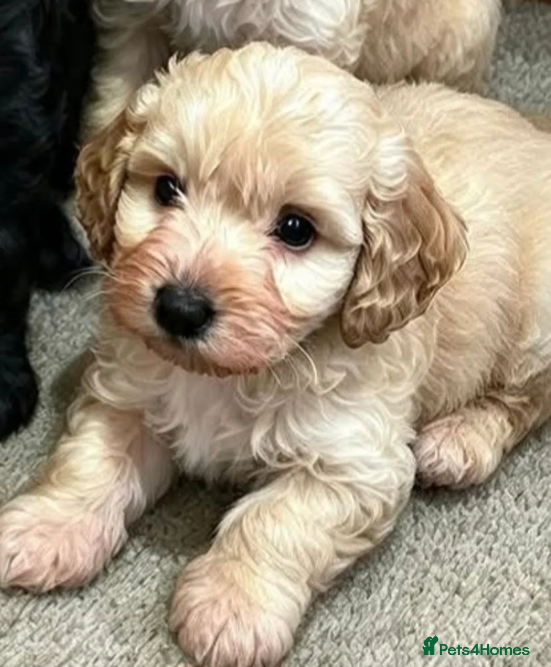 Cockapoo dogs for sale: Beautiful babies  - Advert 2