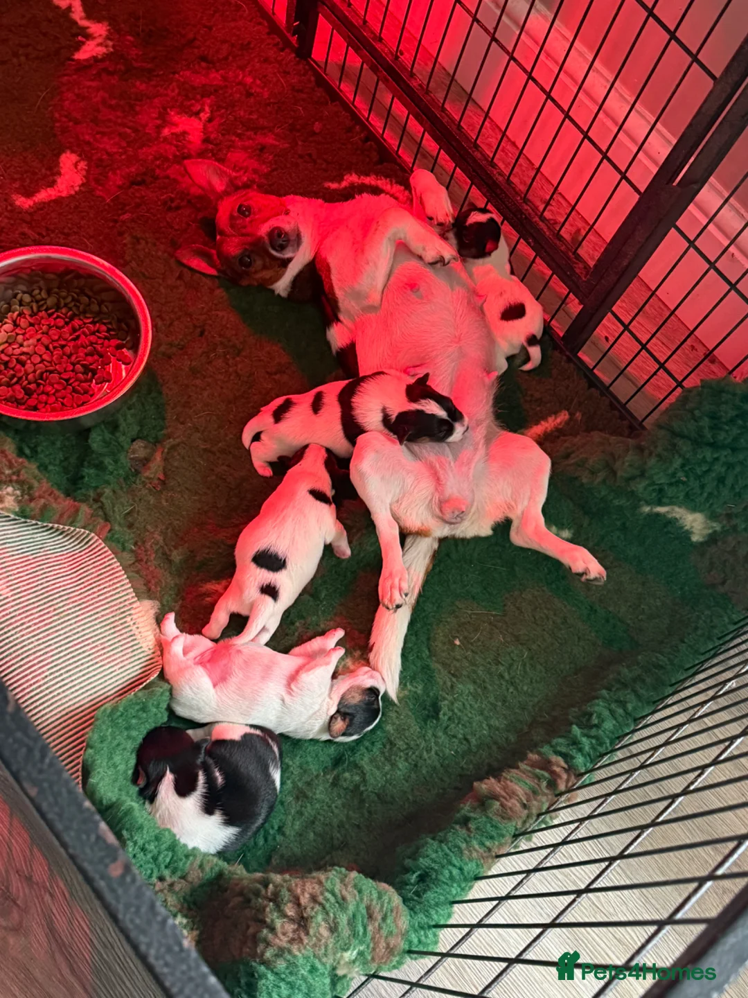 Jack Russell dogs for sale: Jack Russell puppies for sale  - Advert 7