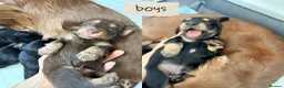 Miniature Dachshund dogs for sale: 🏆KC champion line Miniature Long Hair Dachshund - Advert 1