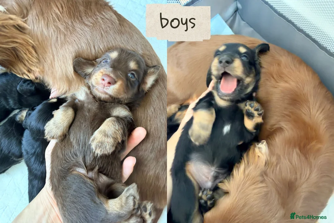 Miniature Dachshund dogs for sale: 🏆KC champion line Miniature Long Hair Dachshund - Advert 1