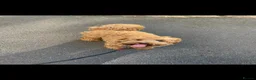 Cockapoo dogs for sale: Beautiful cockapoo pups - Advert 7