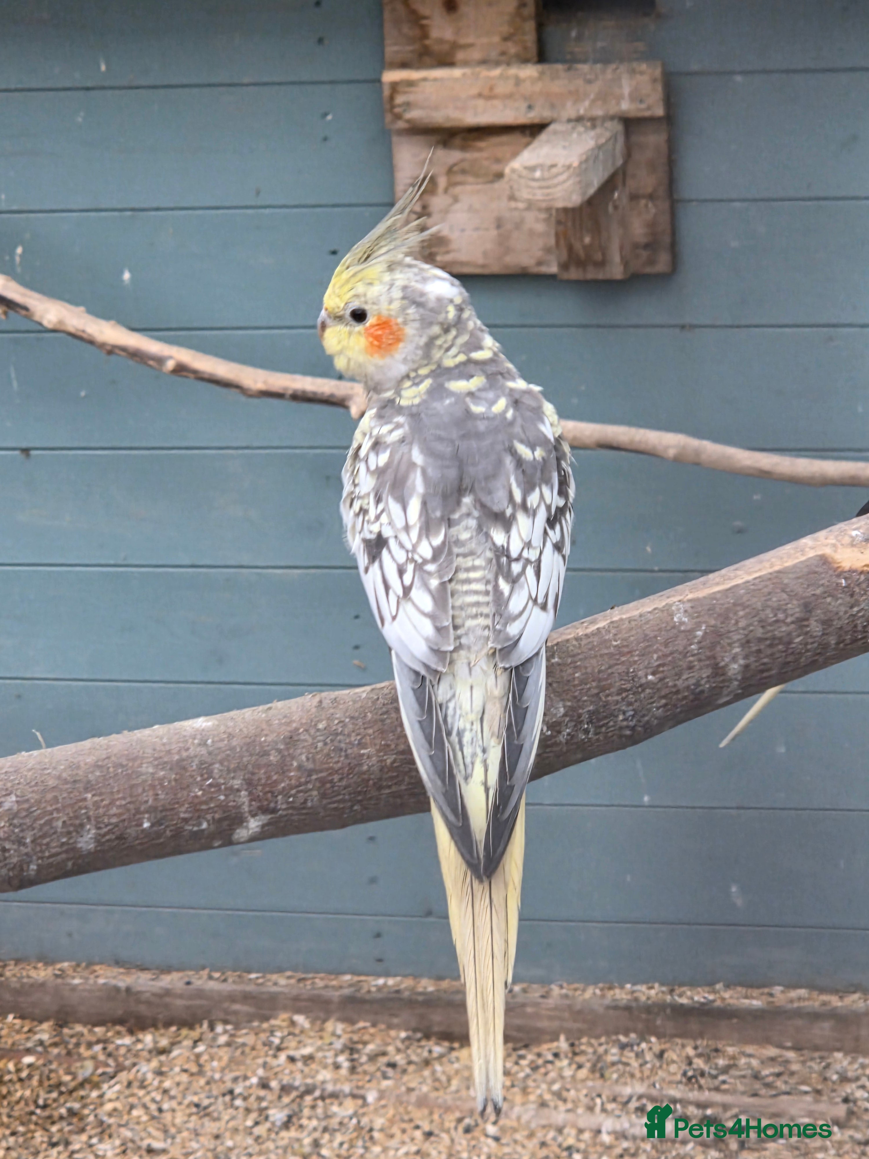 Cockatiels birds Stunning Young Cockatiels For Sale - Advert 1