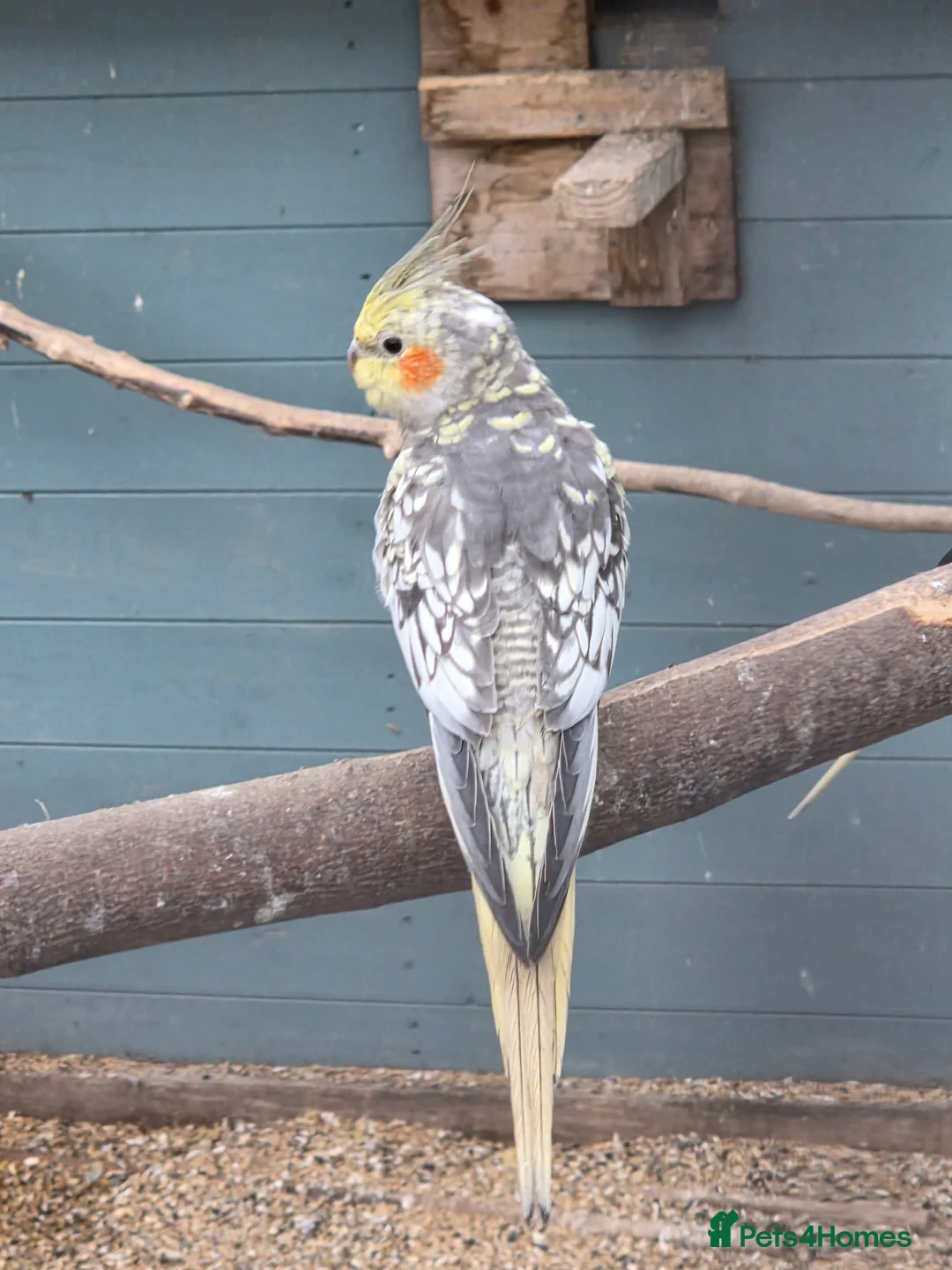 Cockatiels birds for sale: Stunning Young Cockatiels For Sale - Advert 1