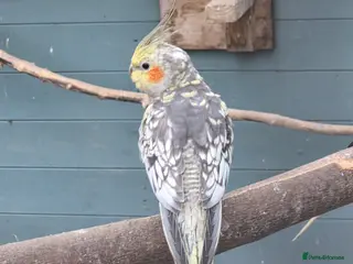 Cockatiels birds Stunning Young Cockatiels For Sale - Advert 1