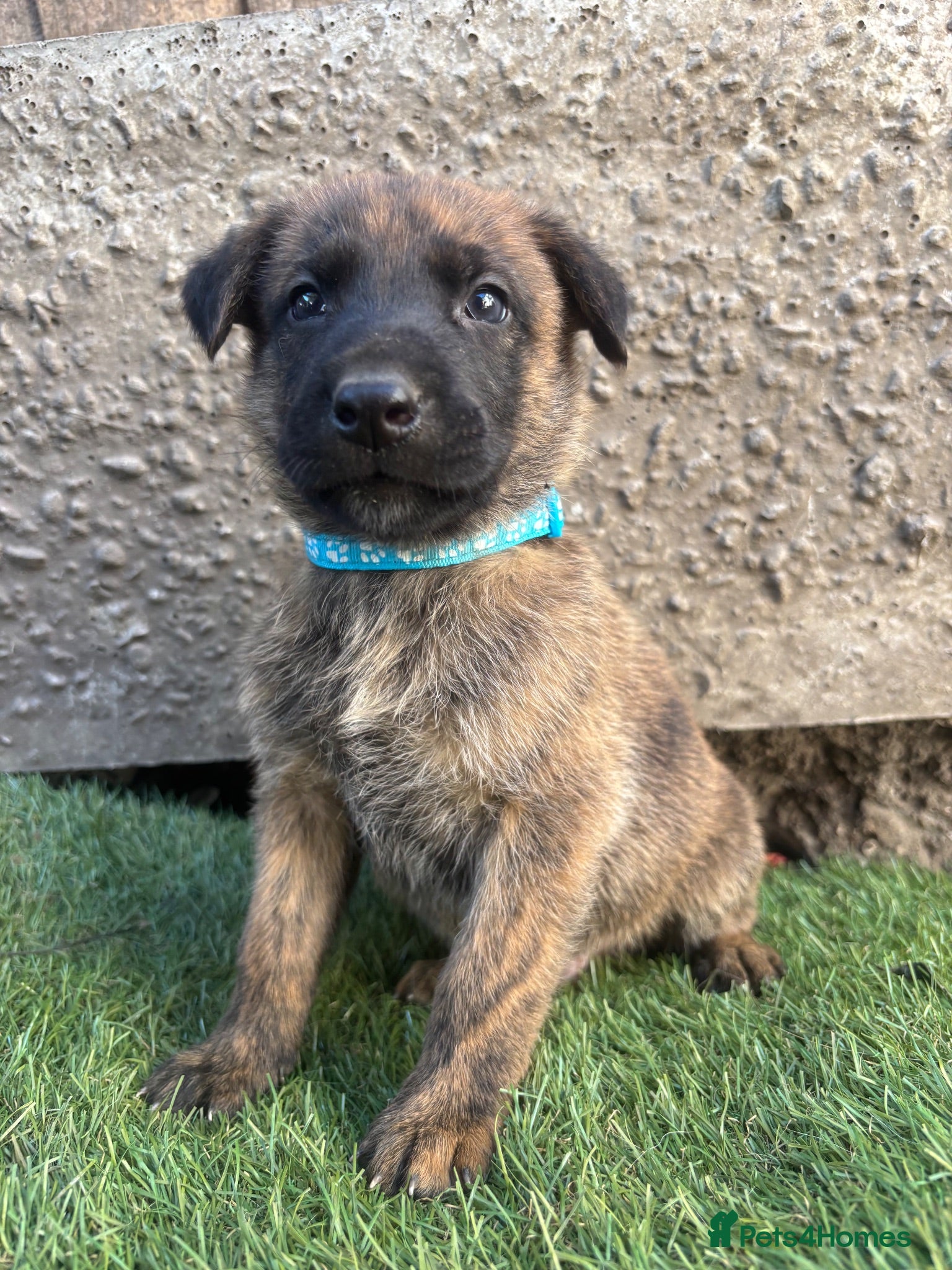 German Shepherd dogs Dutch X German Shepherd pups - Advert 18
