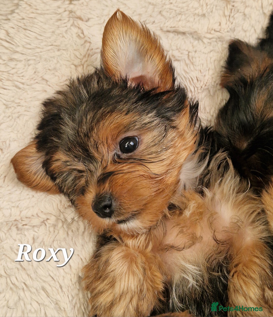 Yorkshire Terrier dogs for sale: Beautiful yorkie puppies - Advert 14