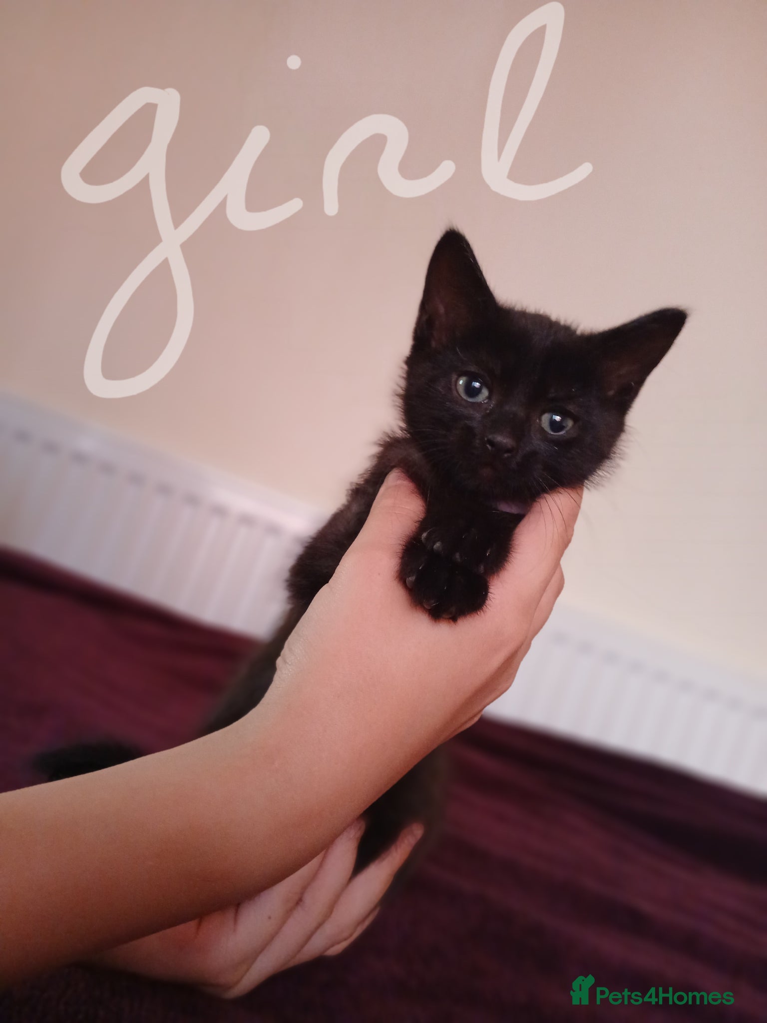 Mixed Breed cats Only 1 girl left ‼️😍 Ready now‼️ - Advert 18