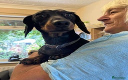Miniature Dachshund dogs for adoption: Remi. Hingham Norfolk  - Image 2