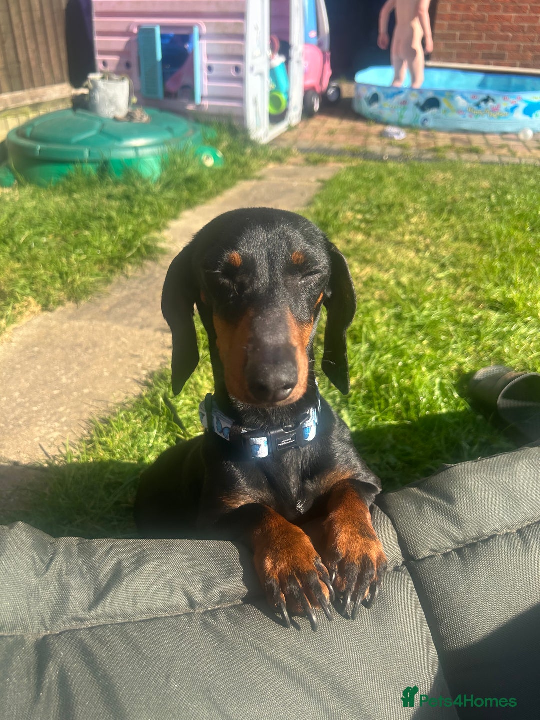 Miniature Dachshund dogs for sale: Black & tan mini dachshund  in Huntingdon - Image 7
