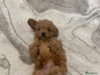 Cavapoo dogs Stunning F1 cavapoos - Advert 1