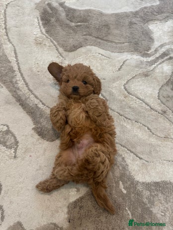 Cavapoo dogs Stunning F1 cavapoos - Advert 1