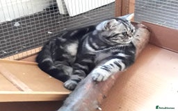 British Shorthair cats for sale: Bsh .Tabby Female as Pet only. - Advert 4