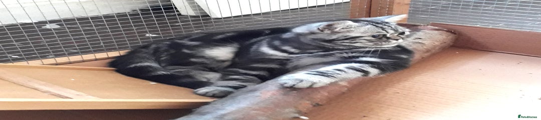 British Shorthair Rigonda