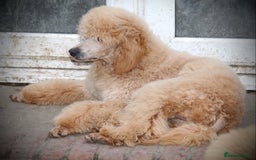 Standard Poodle dogs for sale: KC Standard Poodle Puppies - Image 14