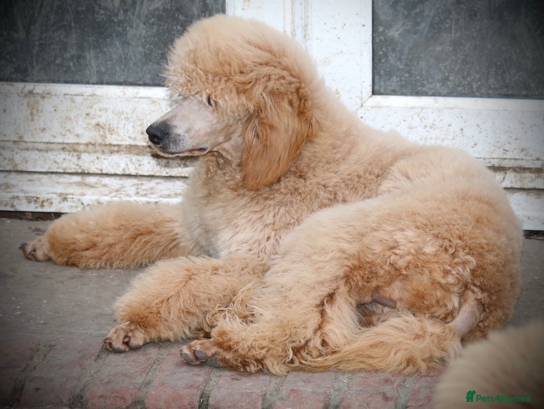 Standard Poodle dogs for sale: KC Standard Poodle Puppies - Image 14