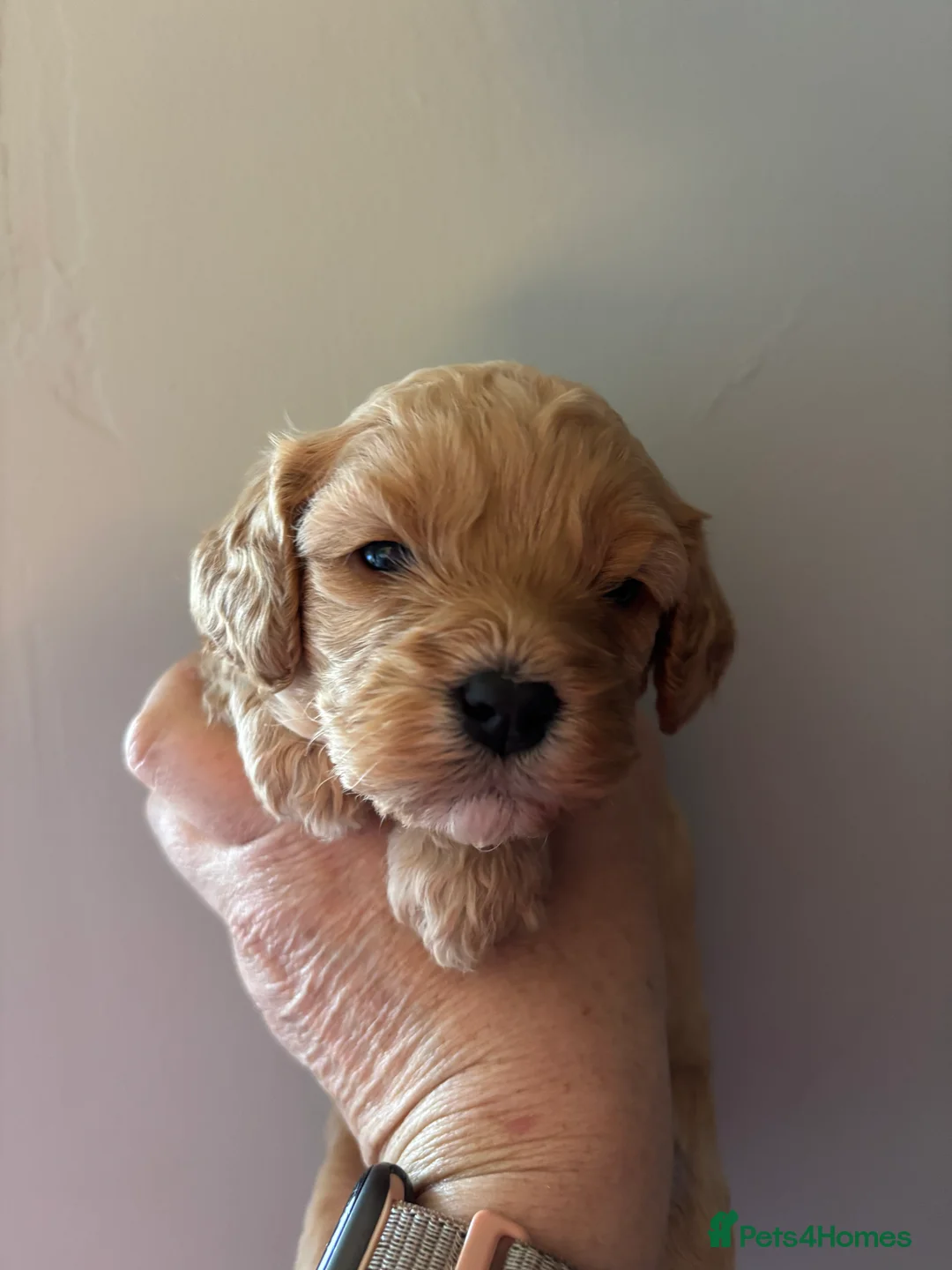 Cavapoo dogs for sale: Cavapoo puppies - Advert 2
