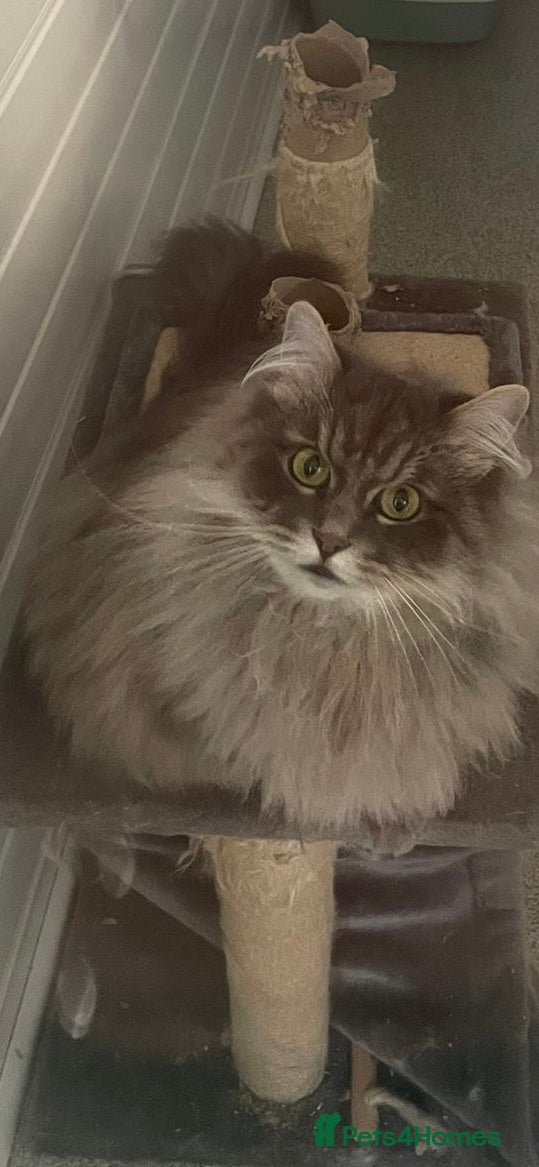 Siberian cats  Siberain retired  - Advert 1