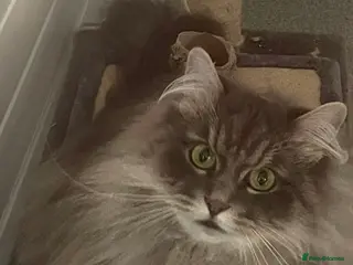 Siberian cats Siberain retired - Advert 4