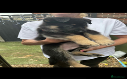German Shepherd dogs for sale: German Shepard puppies  - Image 19