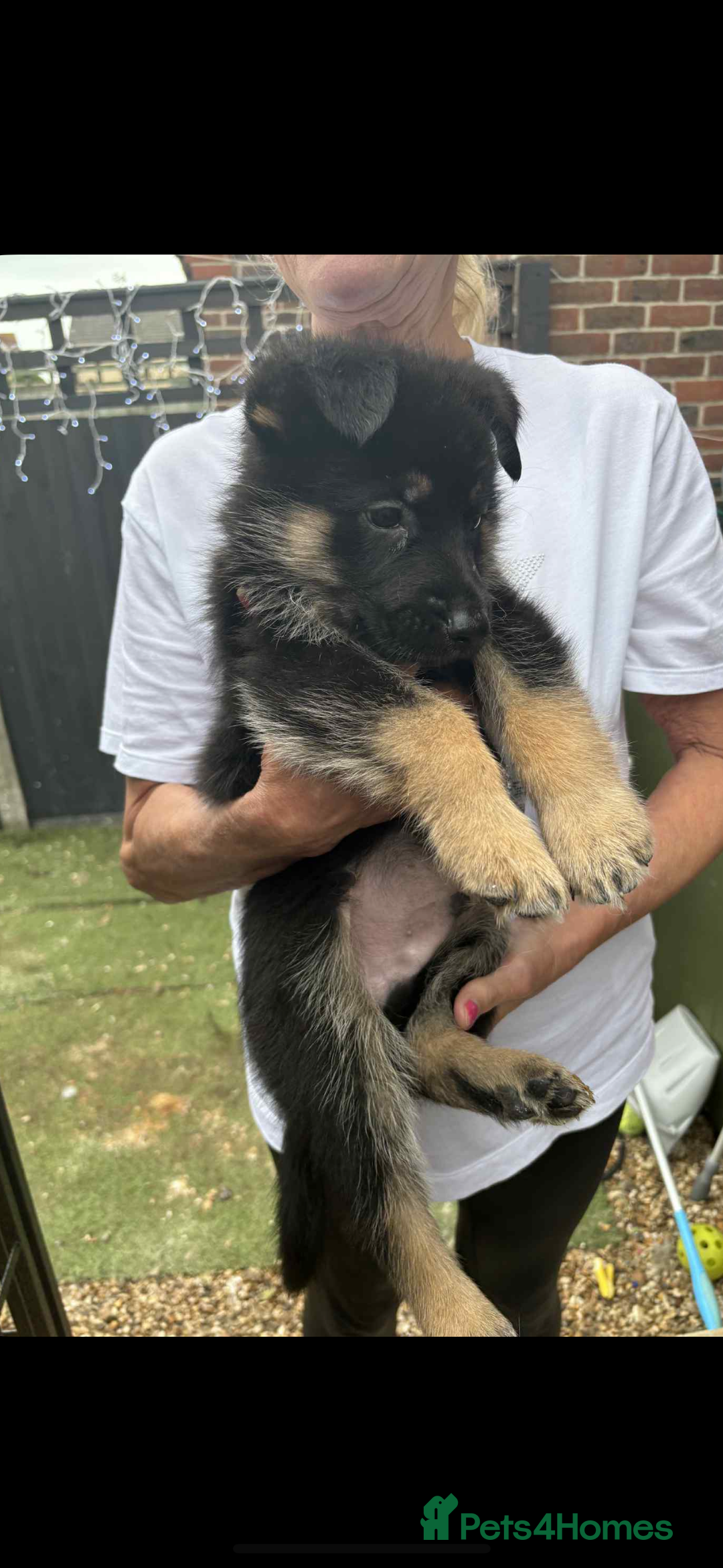 German Shepherd dogs for sale: German Shepard puppies  - Image 19