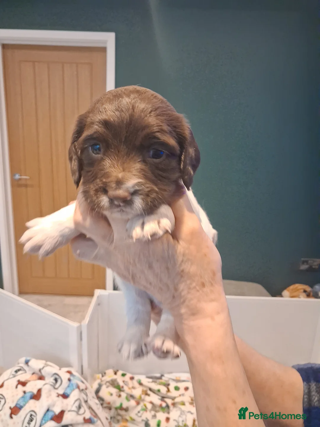 English Springer Spaniel dogs for sale: Pedigree English Springer Spaniel Puppies in Nottingham - Advert 2