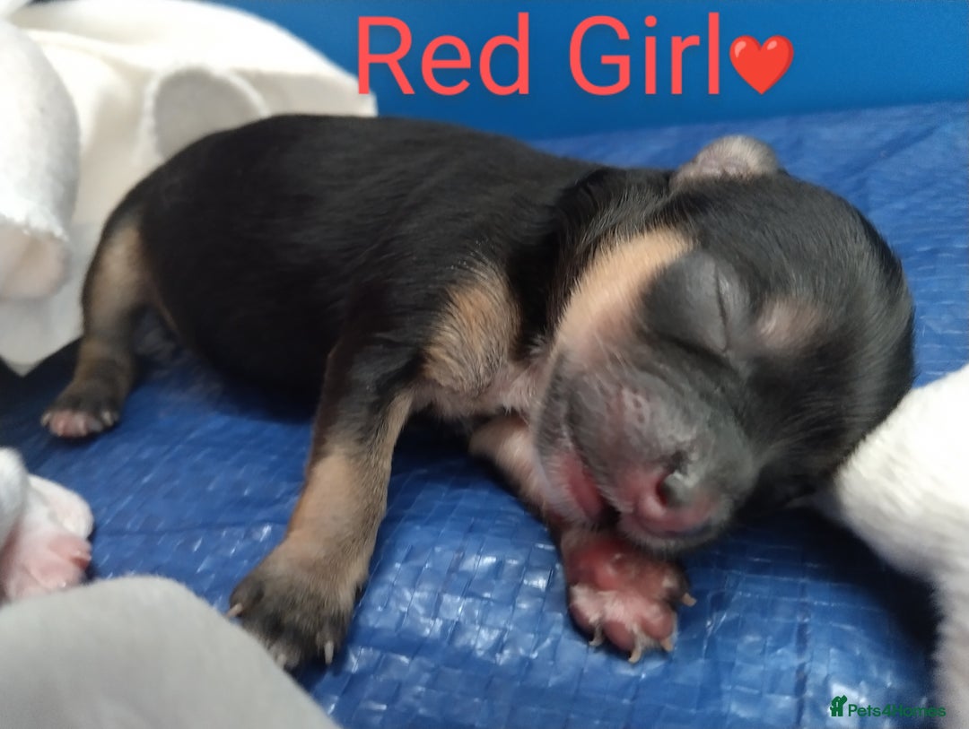 Morkie dogs for sale: Beautiful Morkie Puppies - Image 16