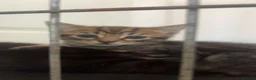 Brazilian Shorthair cats for sale: Beautiful Brazilian Shorthair Kittens - Advert 7