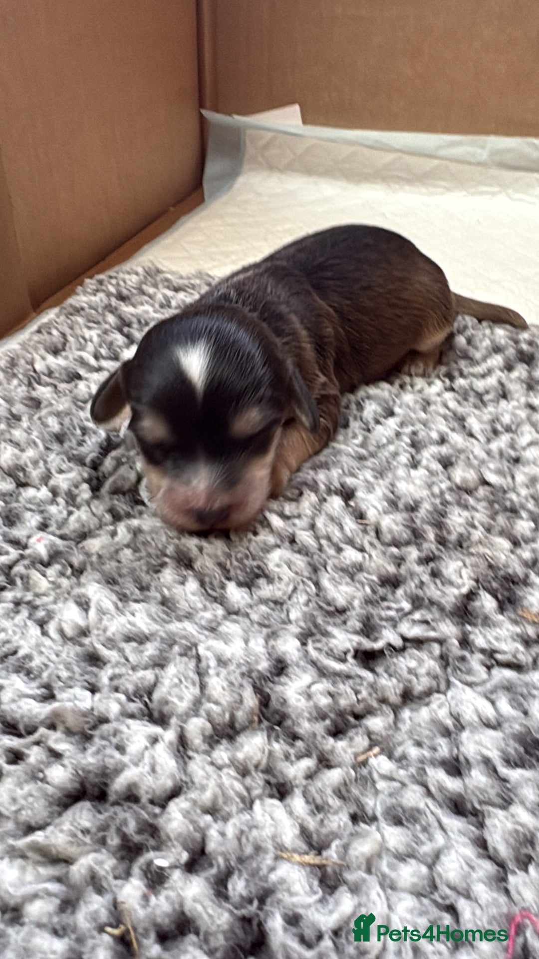 Cockapoo dogs for sale: Cockerpoo puppies for sale  - Advert 14