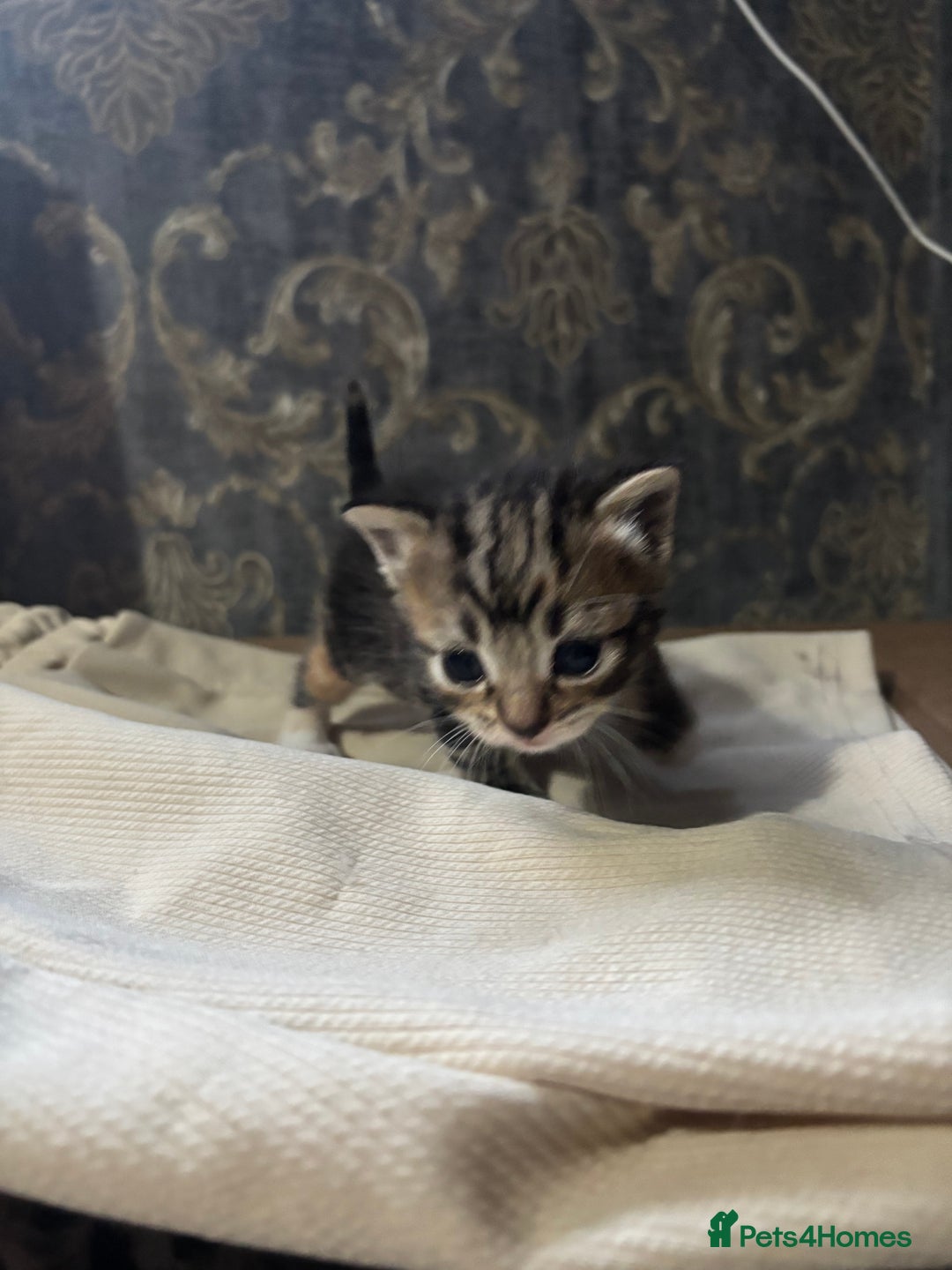 Mixed Breed cats for sale: Mixed kittens  - Advert 3