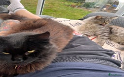 Maine Coon cats for sale: Male MaineCoon - Image 6