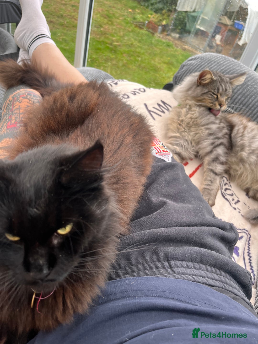 Maine Coon cats for sale: Male MaineCoon - Image 6