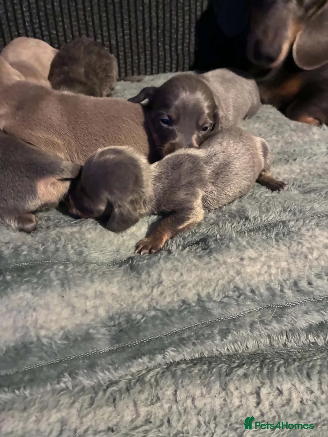 Dachshund dogs for sale: 7 beautiful dachshunds  in Walsall - Advert 2