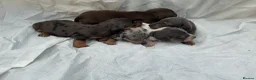 Miniature Dachshund dogs for sale: True Miniature dachshund last boy last girl  - Advert 14
