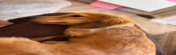Miniature Dachshund dogs for sale: Beautiful KC Long-Haired Miniature Dachshund in Basingstoke - Advert 2