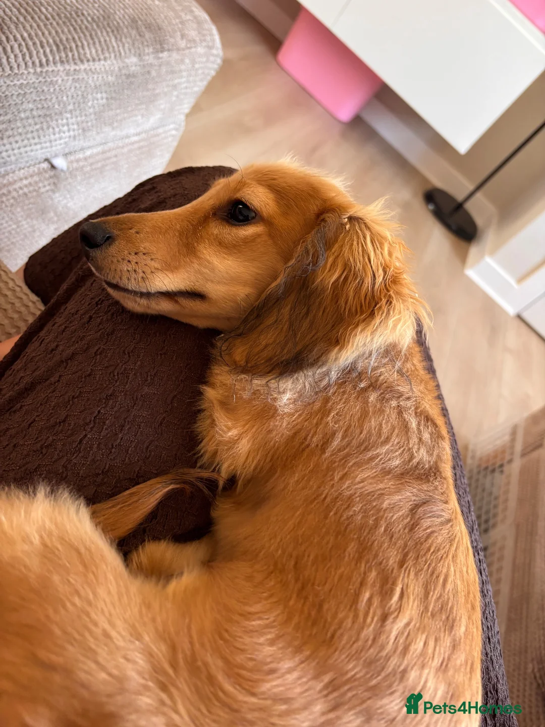 Miniature Dachshund dogs for sale: Beautiful KC Long-Haired Miniature Dachshund in Basingstoke - Advert 2