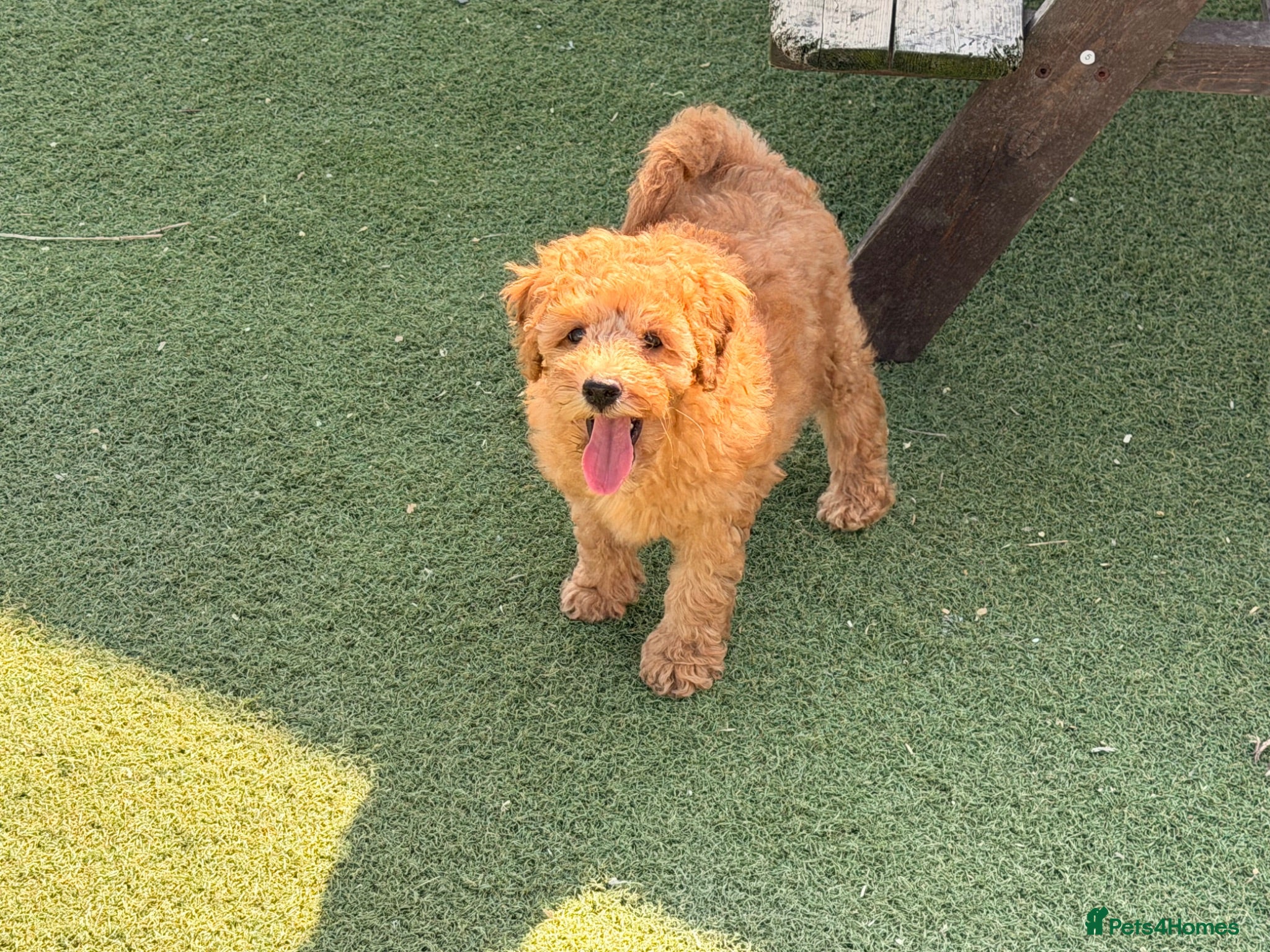 Poochon dogs 🐾 Stunning Poochon girls - ready now 🐾 - Advert 2