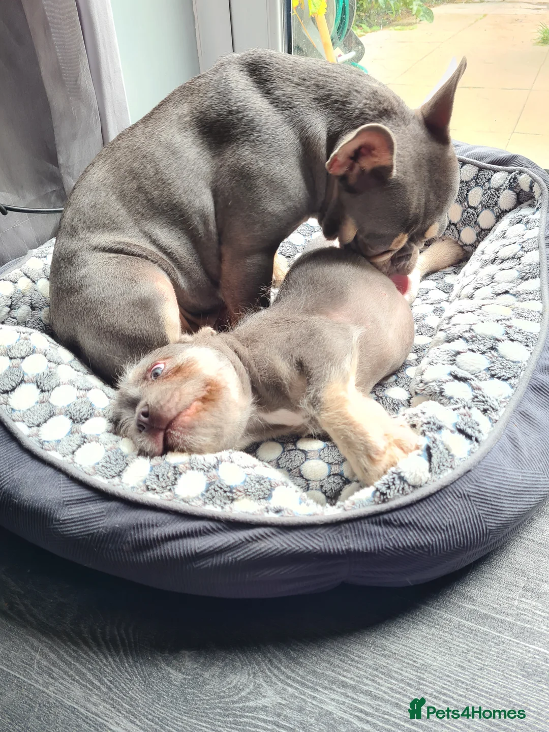 French Bulldog dogs for sale: Furnished french bulldog puppies  - Advert 2