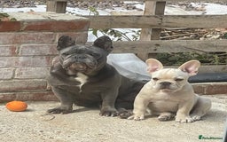 French Bulldog dogs for sale: French Bulldog  - Image 4