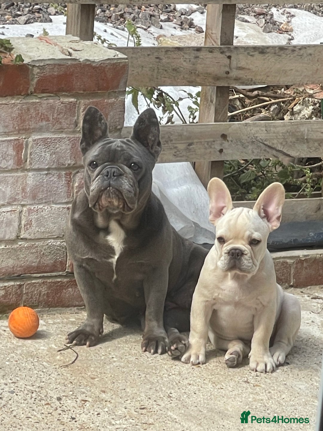 French Bulldog dogs for sale: French Bulldog  - Image 4