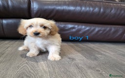 Cockapoo dogs for sale: Adorable cockapoo pups ready to go 🐶 - Image 27