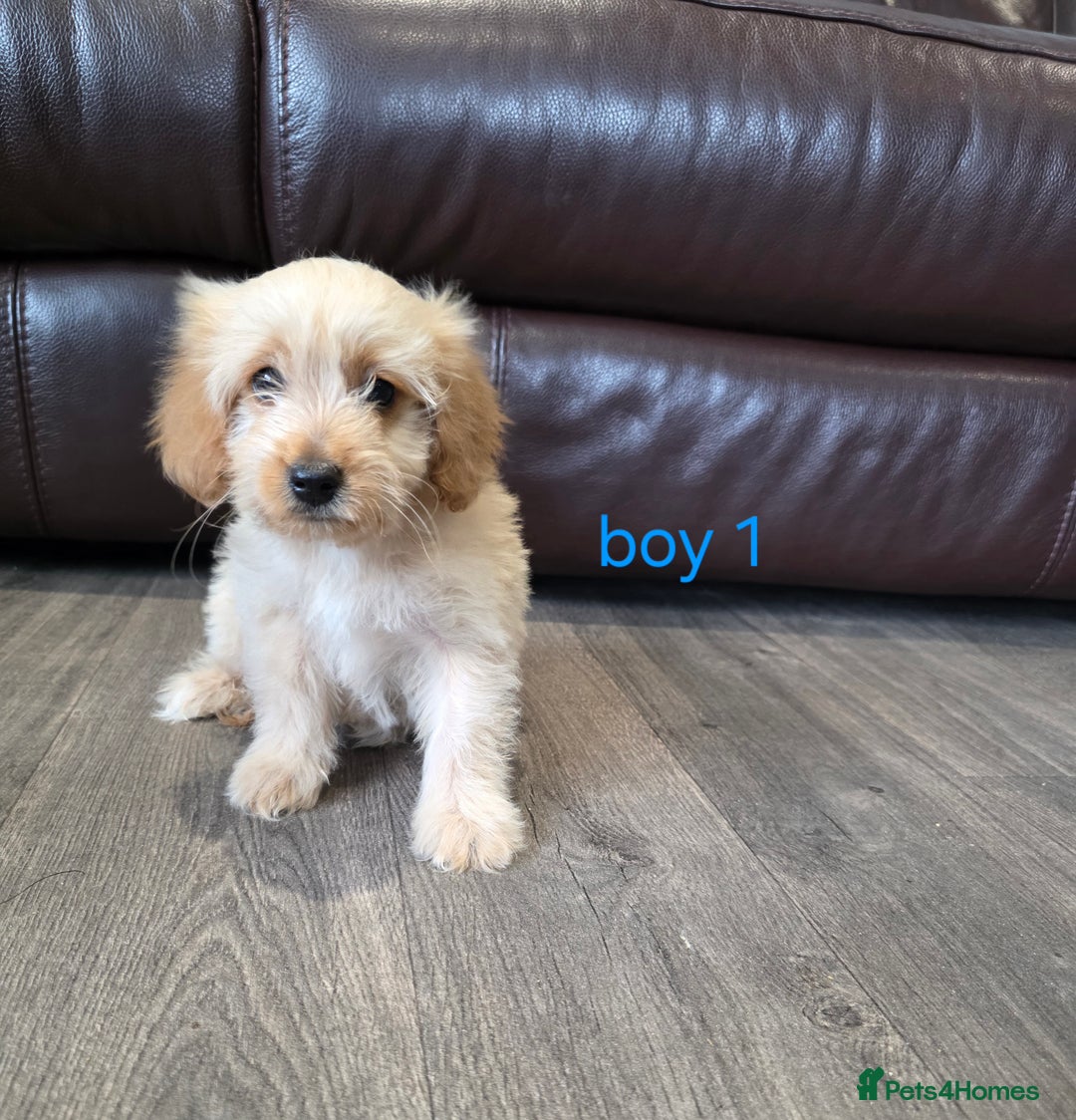 Cockapoo dogs for sale: Adorable cockapoo pups ready to go 🐶 - Image 27
