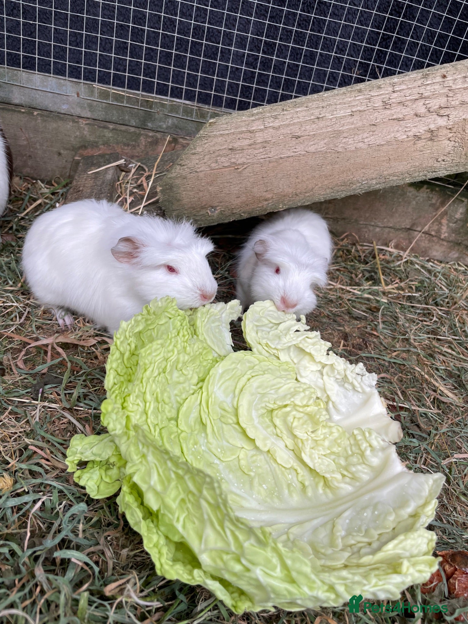 Guinea Pig rodents Boy Guinea pigs  - Advert 16