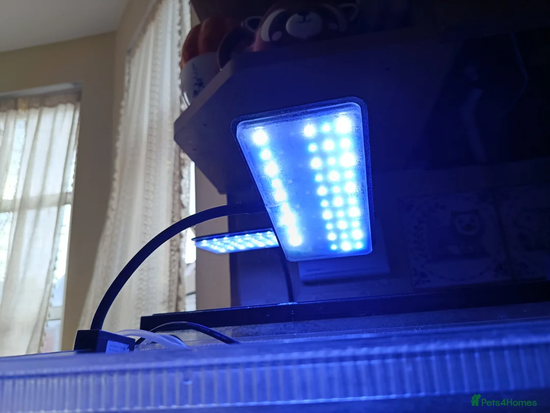 Axolotl reptiles for sale: Melanoid axolotl female  - Advert 6