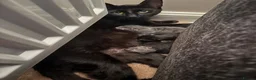 Mixed Breed cats for sale: Kittens  - Advert 10