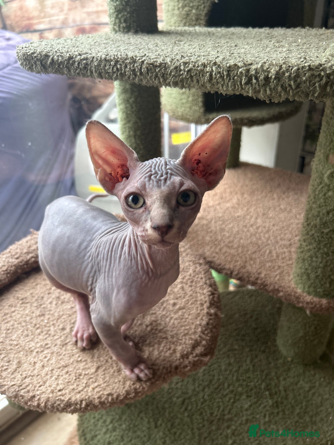 Sphynx cats for sale: Two bonded Sphynx cat brother  - Image 2