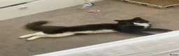 Mixed Breed cats for sale: Adorable Cats and kittens! - Advert 8